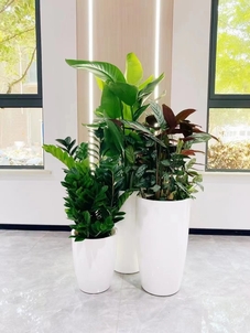 宁波余姚花卉租赁哪家好